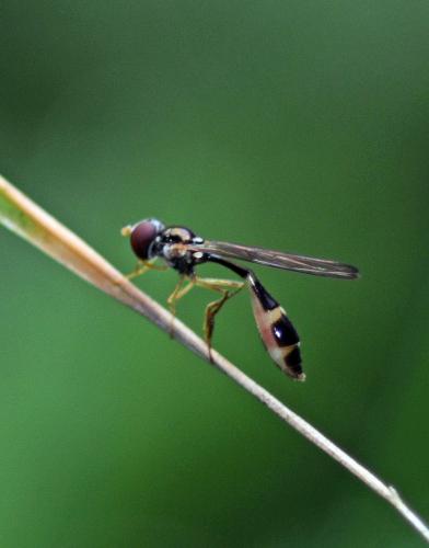 Baccha elongata